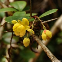 Berberis ceylanica C.K.Schneid.